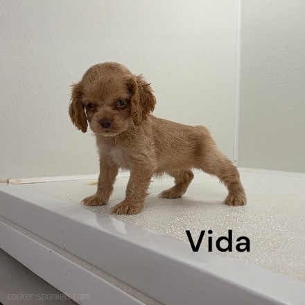 puppy, for, sale, Cocker Spaniel, Joe & Cherri  Overlease, dog, breeder, Miller, MO, dog-breeder, puppy-for-sale, forsale, nearby, find, puppyfind, locator, puppylocator, aca